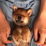 ゆう太くん（柴犬）