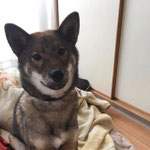 がっちゃん（柴犬）