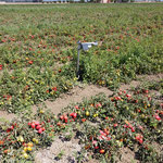 riprese aeree di un campo coltivato a pomodoro per il progetto di ricerca applicata 