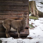 Alpensteinbock