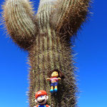 planté sur un cactus dans une des plus grandes réserves du monde (Région de Salta - Argentine)