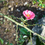 Rose d'Octobre