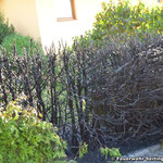 Blick auf die teilweise ausgebrannte Hecke