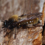 Foto: Thomas Fittkau: Laphria flava - Gelbe Raubfliege