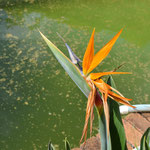 bird of paradise ( flower)