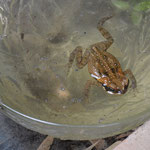 Cane Toad, don't touch. Their skin is poisonous