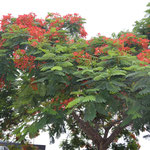  Illawarra Flame Tree