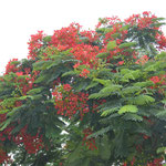  Illawarra Flame Tree