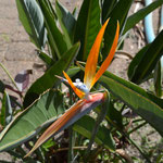 bird of paradise ( flower)