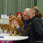 Internationale Katzenausstellung in Stockerau 2013