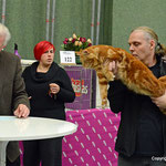 Internationale Katzenausstellung in Stockerau 2013
