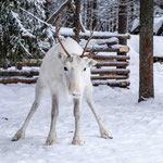 Finnisch Lappland