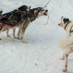 Finnisch Lappland