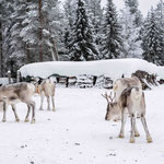 Finnisch Lappland