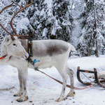 Finnisch Lappland