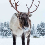 Finnisch Lappland