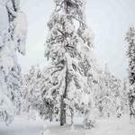 Finnisch Lappland