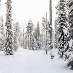 Finnisch Lappland