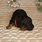 Zwergpudel Welpe black and tan