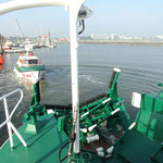 Die Biene wird ausgesetzt / © Freiwillige Feuerwehr Cuxhaven-Duhnen