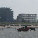 Das zweite Pony, fast wieder am Duhner Strand. Gesichert von einem erfahrenen Wattwagenfahrer mit Pferdeerfahrung © FF-Duhnen