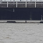 Beobachter der Übungen im Amerikahafen - ein Seehund © Freiwillige Feuerwehr Cuxhaven-Duhnen