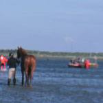 Das erste Pferd wird zu den beiden Booten geführt © Freiwillige Feuerwehr Cuxhaven-Duhnen