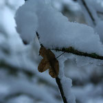 duvet de neige pour la foret 