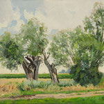 2017, Mazowieckie wierzby, Weiden in Mazowsze, olej na  płótnie lnianym, 30 x 40 cm.