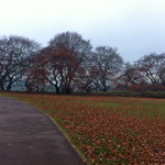 Kurpark