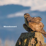 Mäusebussard