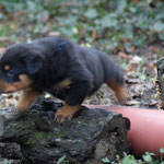 Viel Holz zum Klettern