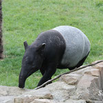 Tapir malais