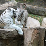 Chili et son bébé, tigre blanc