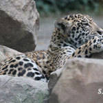 Bébé jaguar