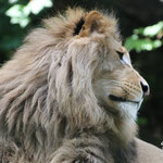 Krüger, Lion d'afrique