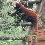 Liao, femelle panda roux