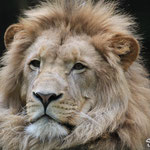 Krüger, Lion d'Afrique