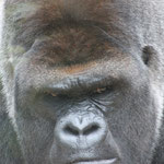 Asato, Gorille mâle