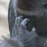 Asato, Gorille mâle