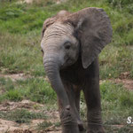 Rungwe, éléphanteau d'afrique