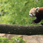 Liao, femelle panda roux