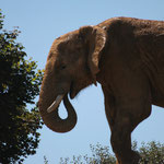 Limbo, éléphant d'afrique, mâle