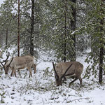 Ren Rentier Rangifer tarandus Reindeer 0065