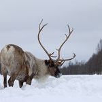 Ren Rentier Rangifer tarandus Reindeer 0150