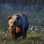 Braunbaer Ursus arctos brown bear 0009