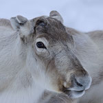 Ren Rentier Rangifer tarandus Reindeer 0148