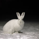 Schneehase,Lepus timidus 0001