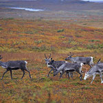Ren Rentier Rangifer tarandus Reindeer 0050