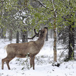 Ren Rentier Rangifer tarandus Reindeer 0069